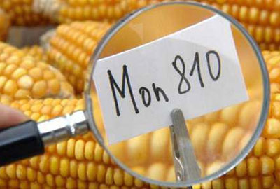 Scopri di più sull'articolo OGM: TAR conferma il divieto di coltivazione