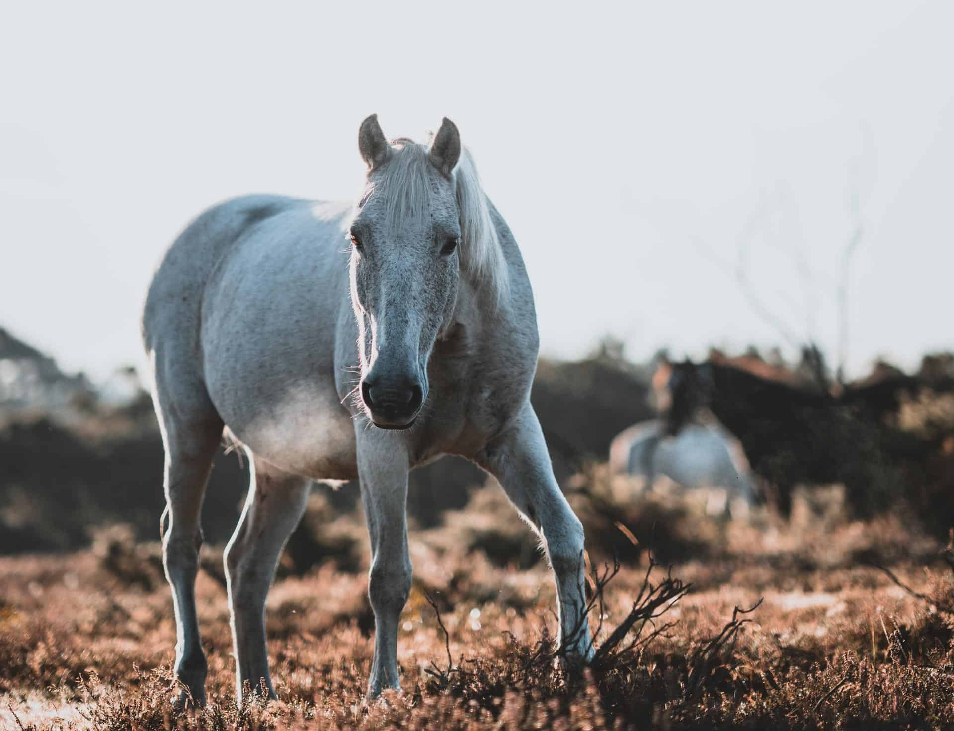 Al momento stai visualizzando China’s Last Wild Animals